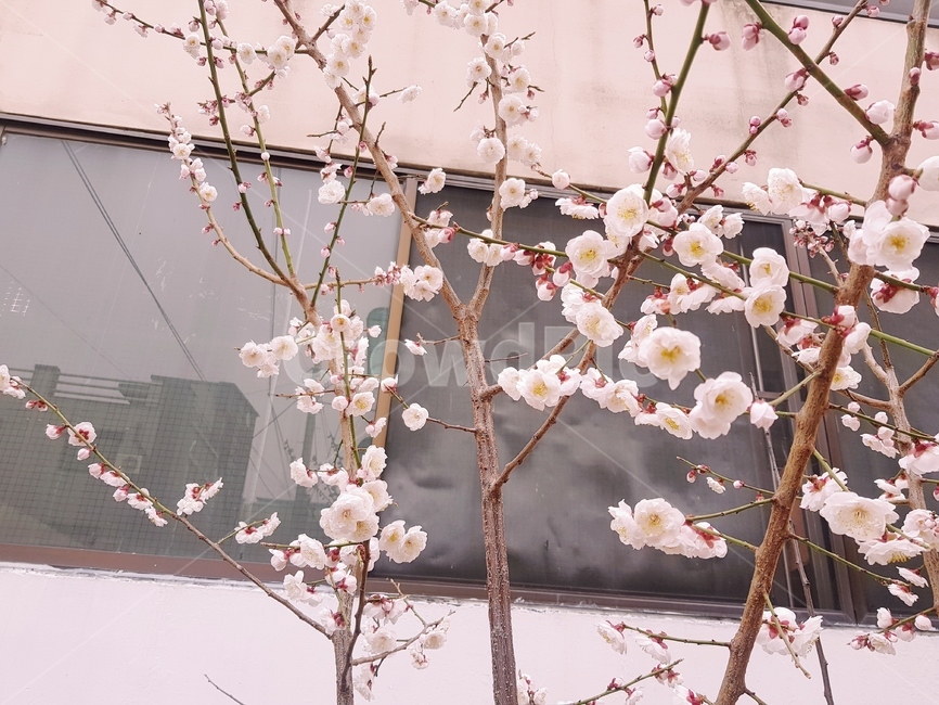 벚꽃,봄,꽃,감성,봄꽃