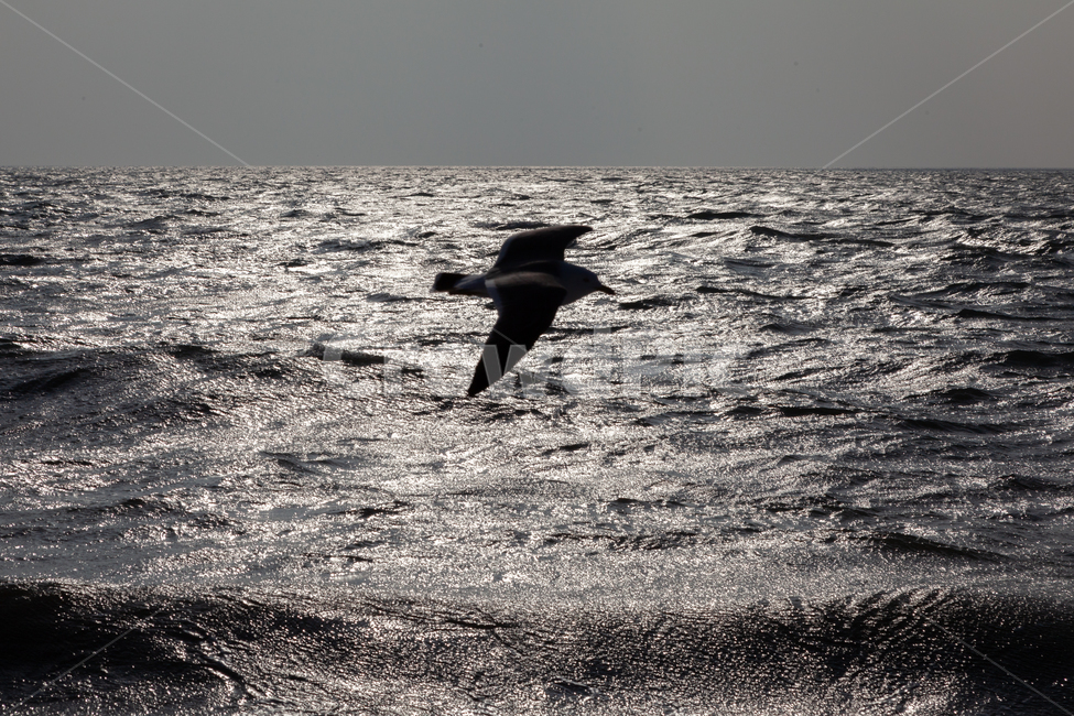 seagull,bird,새,animal,동물,flying,제부도,바다,jebudo,sea,파도,자연,nature,ocean,대양,물,water