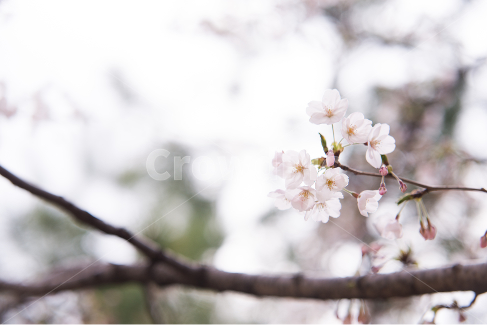 벚꽃,나무,분홍,봄,꽃,봄,계절,spring,season,식물,자연,plants,nature,꽃,flower,감성,sensible,feeling,plant