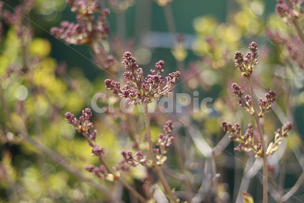 꽃,보라색,아웃포커싱,감성,감성사진,color,feelingofcolor,feeling,flower,색감,색채,색상,색깔,colorsensitivity,식물,자연,캐논800d,plants