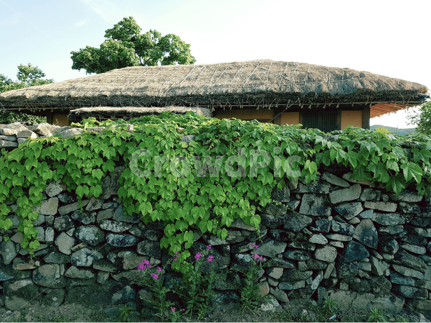외암민속마을,초가지붕,담벼락,담쟁이덩굴,초록,풍경,시골,마을,풍경,landscape,country,rural,town,한국전통,한국문화,korean traditional,korean culture,건축물,건물외관,exterior,building,structure,architecture,construction