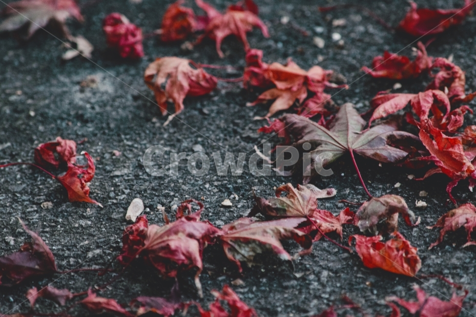 leaf,잎,plant,식물,tree,나무,maple,가을,단풍,낙엽,가을,계절,fall,autumn,season