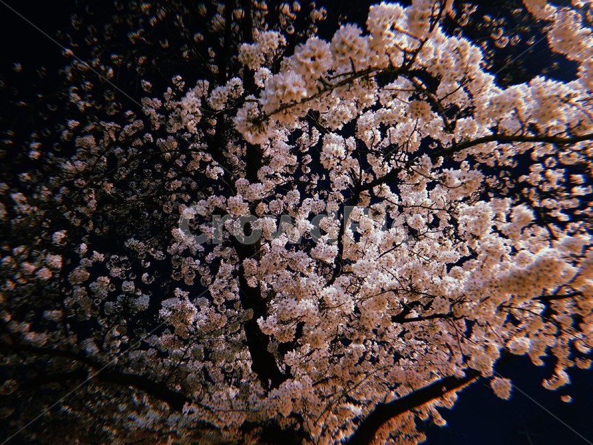 꽃,나무,식물,벚꽃,봄,풍경,cherryblossom,flower,plant,blossom