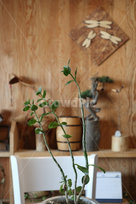 식물,화분,생명,자연,화초,실내용화초,화분,화초,house plant