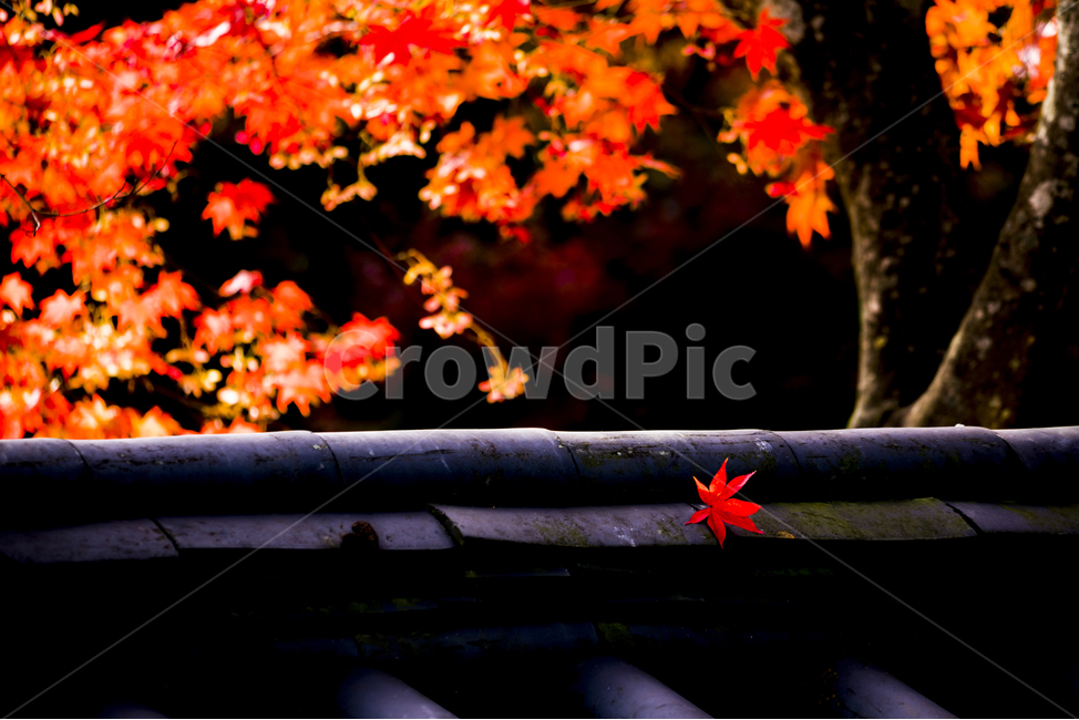 단풍나무,단풍,낙엽,가을,Fall,가을,계절,fall,autumn,season,한국전통,한국문화,korean traditional,korean culture,감성,sensible,feeling,leaf,잎,plant,식물,tree,나무,maple leaf,단풍잎
