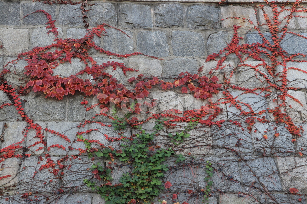 가을,낙엽,autumn,fall,leaves,fallenleaves,가을,계절,fall,autumn,season,식물,자연,plants,nature,plant,wall,벽
