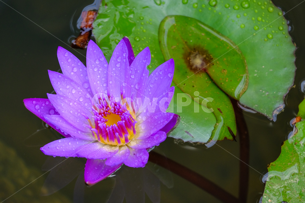 수련,꽃,식물,연꽃,자연,연못,야생,식물원,식물,자연,plants,nature,꽃,flower