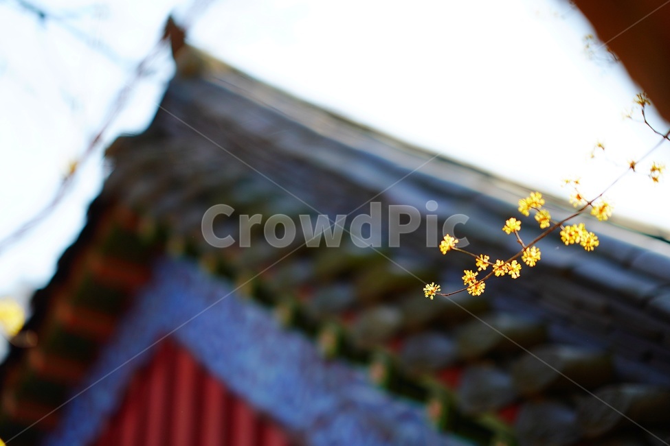 풍경,landscape,scenery,scene,view,경관,경치,산수유,corni,꽃,식물,flower,plant