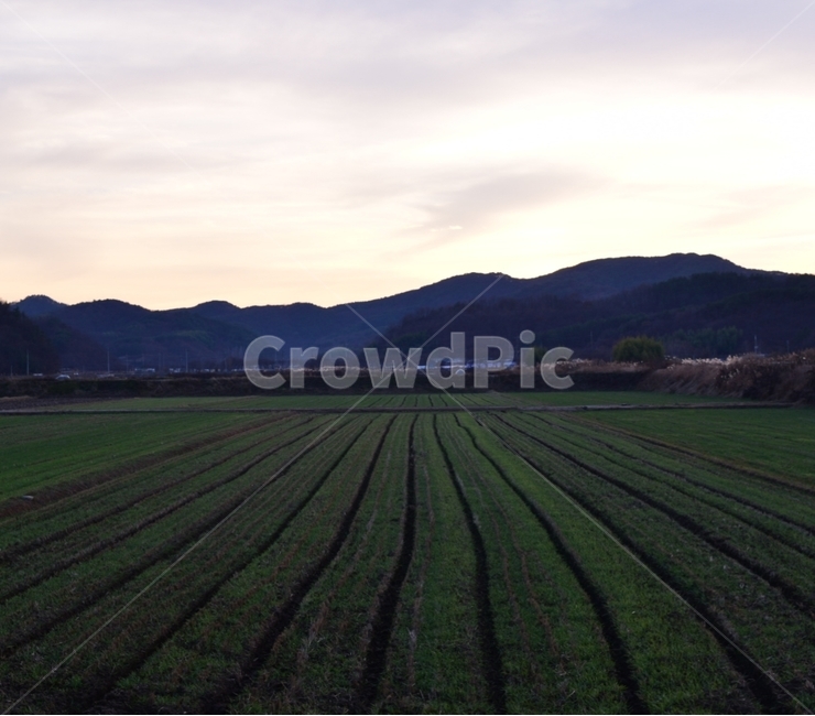 논,논밭,시골,농촌,풍경,시골,마을,풍경,landscape,country,rural,town