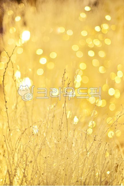 atmosphere,flare,yellow,feeling,branch,peeling,light,background,writing,plant,bokeh,lens flare,bokeh of light