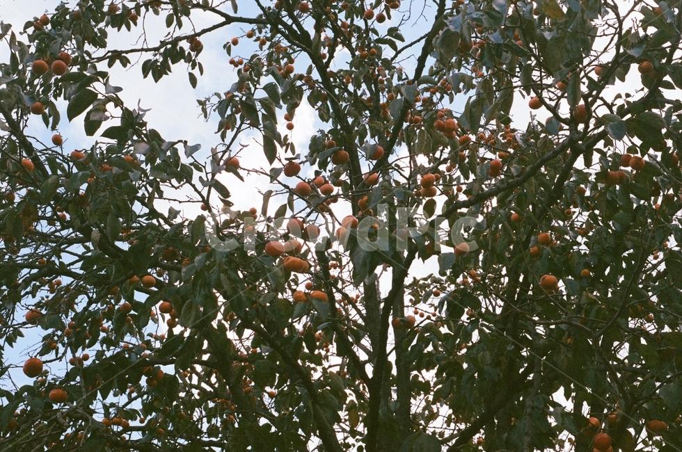 감나무,감,나무,자연,초록,식물,자연,plants,nature,나무,trees,wood,과일,열매,fruit