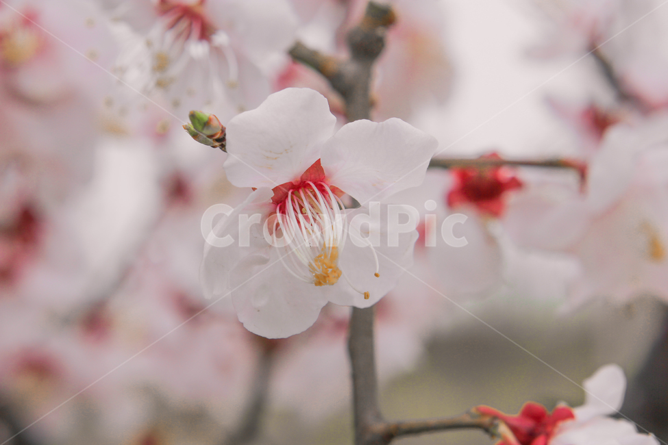 봄,벚꽃,매화,꽃,분홍,핑크,색깔,색감,색상,spring,cherryblossom,blossom,flower,pink,color,plants,봄,계절,spring,season,식물,자연,plants,nature,꽃,flower