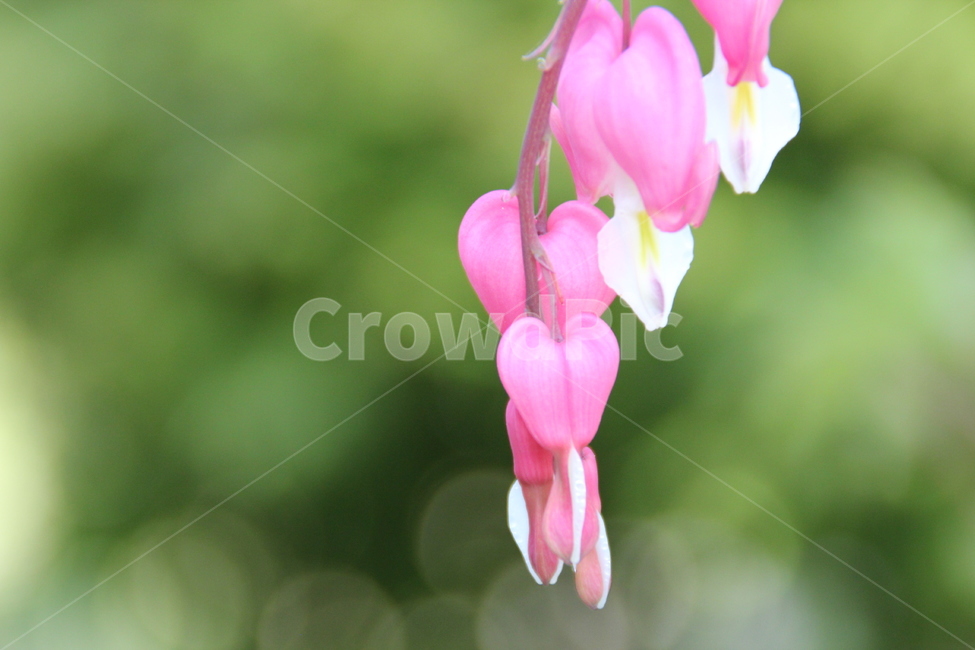 야생화,분홍꽃,봄꽃,배경,배경화면,식물,자연,plants,nature,꽃,flower