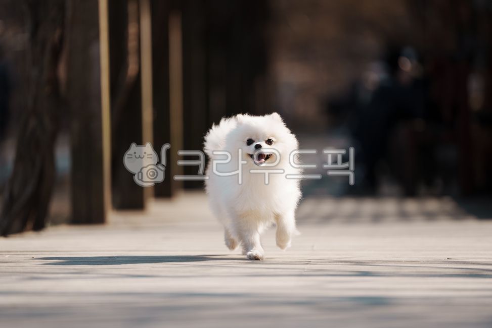 강아지,개,반려견,애완견,반려동물,애완동물,포메라니안,하얀강아지,하얀개,흰강아지,흰개,웃는강아지,달리는강아지,윙크하는강아지,강아지옆모습,포유류,dog,doggy,puppy,pomeranian,whitedog,whitepuppy,runningdog,smilingdog,smilingpuppy