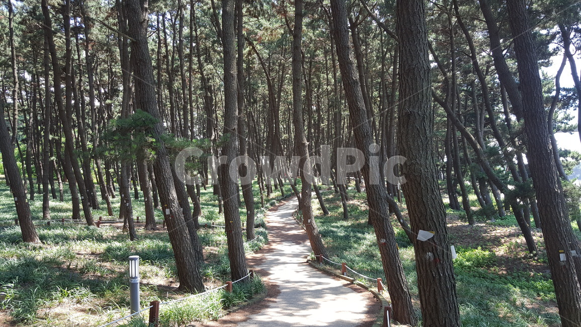 길,산책,공원,자연,숲,도로,자연,풍경,nature,landscape,식물,plants,나무,trees,wood