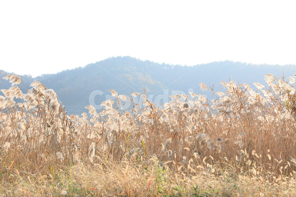 여수가사리,갈대,습지,가을,풍경,가을,계절,fall,autumn,season,자연,풍경,nature,landscape,grass,잔디,plant,식물,lawn,reed
