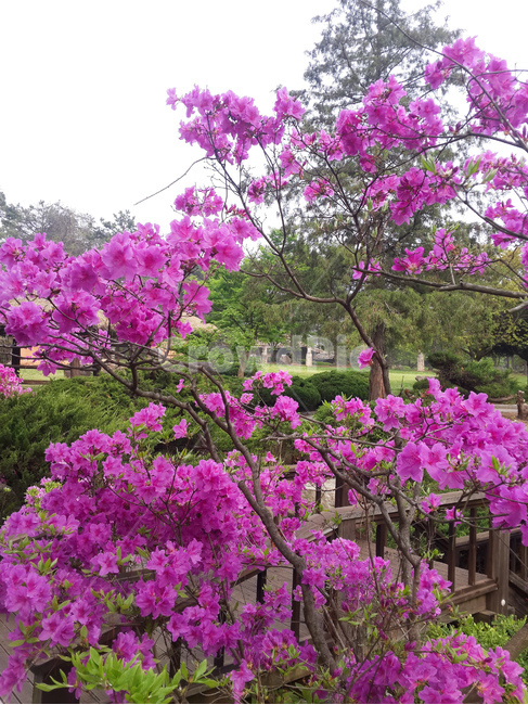 봄,영산홍,꽃,핑크색,풍경,봄,계절,spring,season,식물,자연,plants,nature,꽃,flower,plant