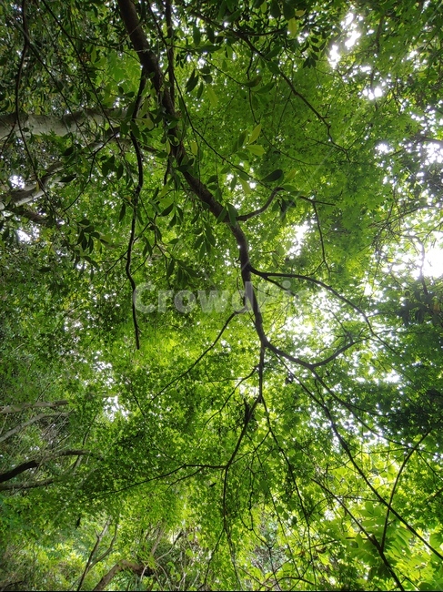 숲,나무,잎,초록,잎사귀,green,woods,plant,식물,자연,nature,환경,environment,신선한,fresh,trees
