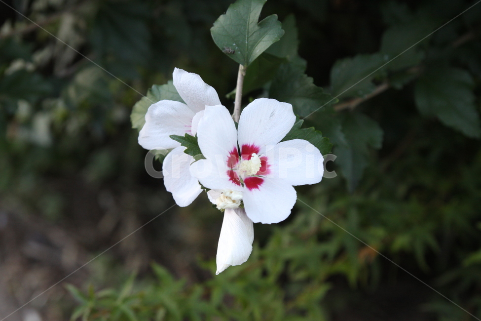 봄,여름,꽃,하얀색,힐링,식물,자연,plants,nature,꽃,flower