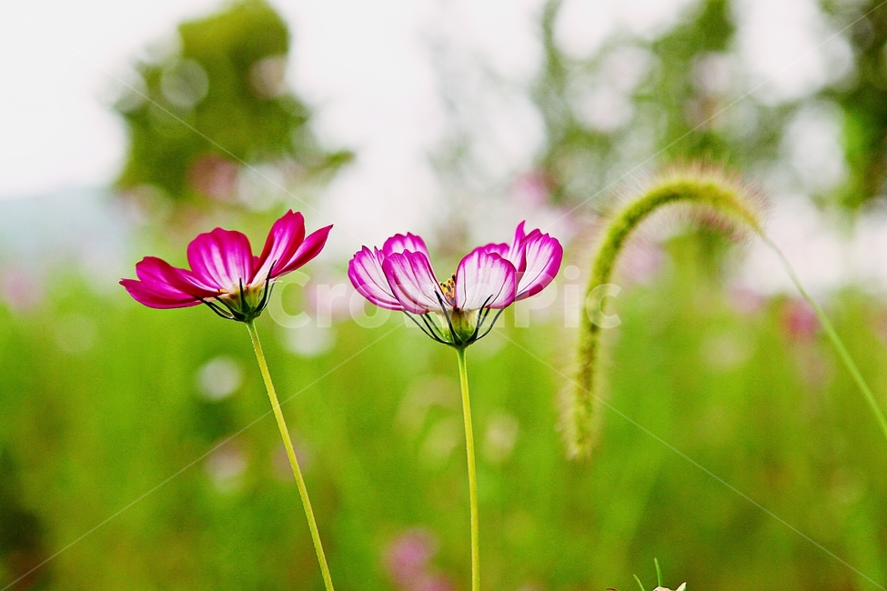 코스모스,꽃,꽃잎,들꽃,식물,가을꽃,가을,공원,자연,식물,자연,plants,nature,꽃,flower