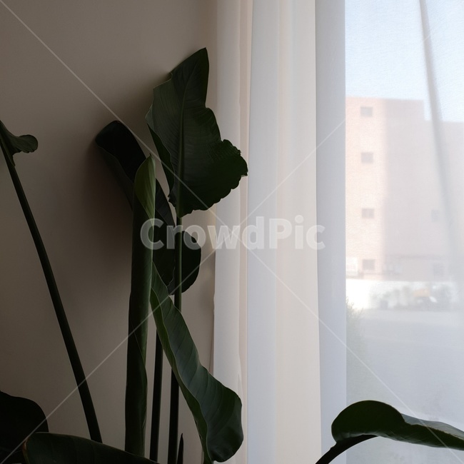 카페,커튼,식물,plant,휴식