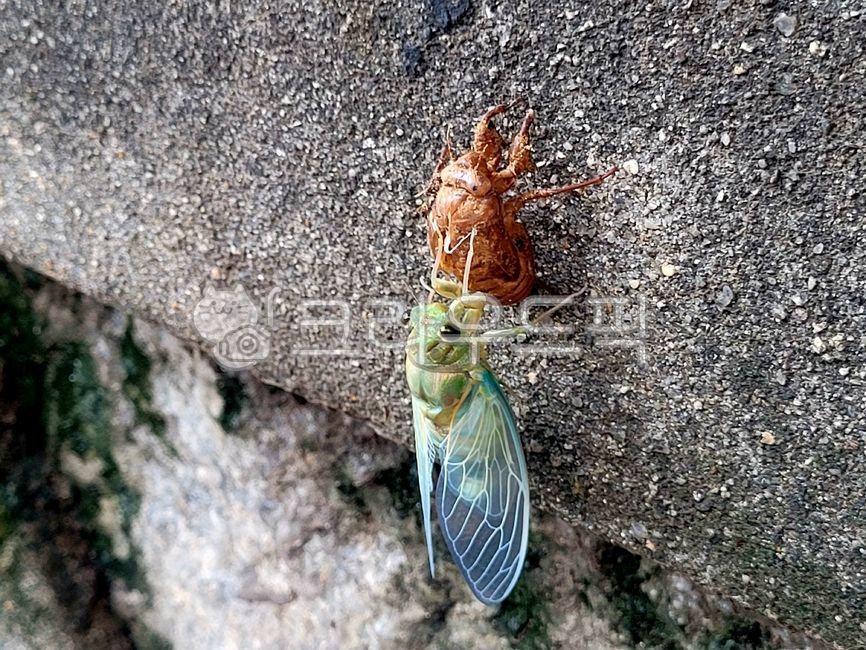 cicada,ecdysis,nature,insect,fault,Moulting process,growth,transformation