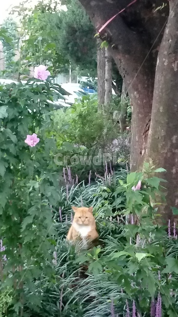 고양이,식물,나무,꽃,자연,동물,animal,포유류,mammal,고양이,cat,kitten,kitty