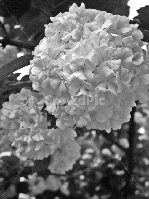 수국,자양화,수국과,떨기나무,관상용,식물,흑백,식물,자연,plants,nature,꽃,flower,흑백,모노톤,monochrome,black and white