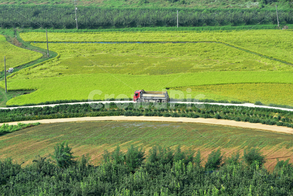 벼,벼농사,농촌,논,논농사,트럭,덤프트럭,농로,농촌길,village,rice,field,farming,truck,dumptruck,시골,마을,풍경,landscape,country,rural,town,산업,industry,industrial,농업,농사,agriculture,farming,farming industry