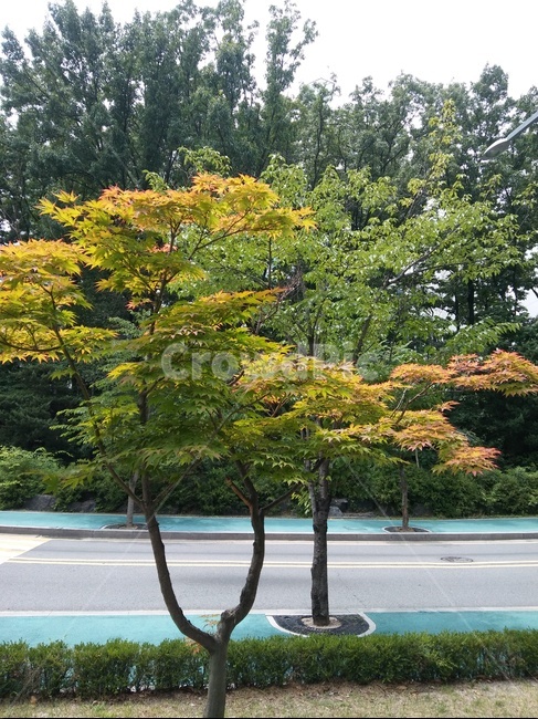나무,길,차도,하늘,도심,식물,자연,plants,nature,나무,trees,wood