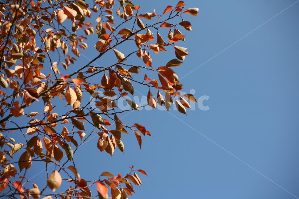 하늘,가을,나무,맑음,plant,식물,leaf,잎