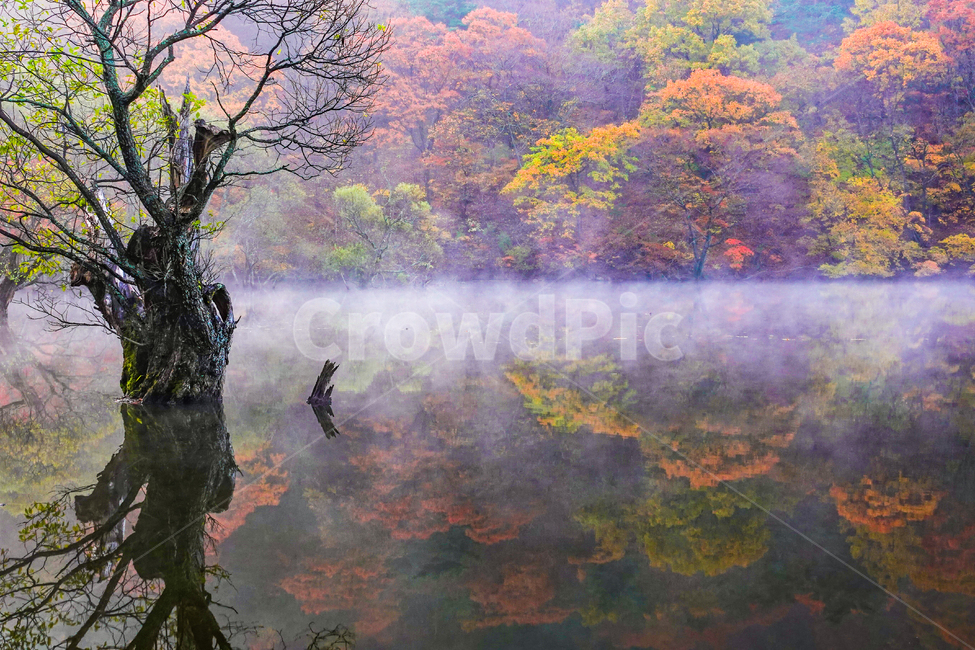 nature,자연,물,저수지,고목,일출,안개,가을,단풍,산,주산지,반영