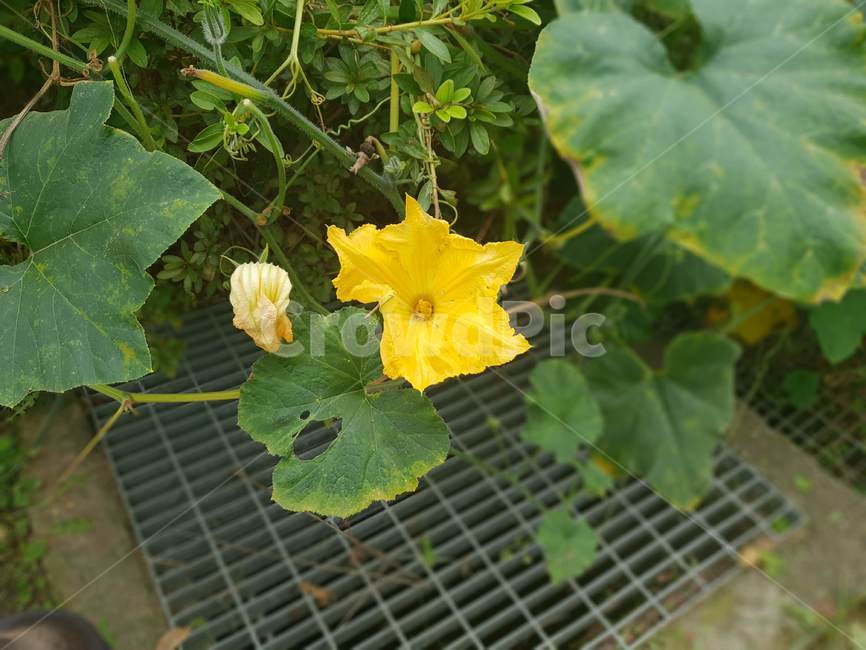 plant,식물,호박꽃,노란,호박잎