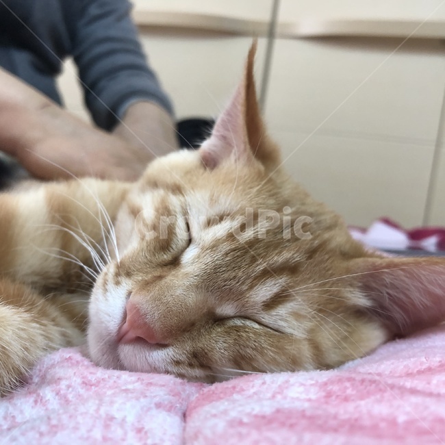 고양이,잠,애완동물,줄무늬,이불,동물,animal,포유류,mammal,고양이,cat,kitten,kitty