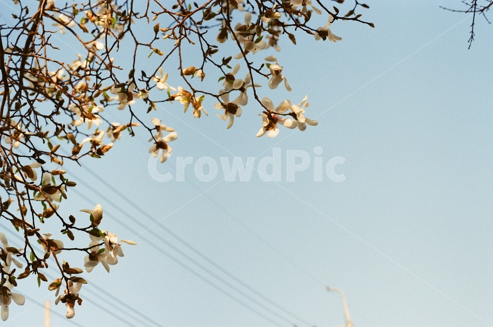 봄,꽃,풍경,동백꽃,하늘,봄,계절,spring,season,식물,자연,plants,nature,꽃,flower,plant
