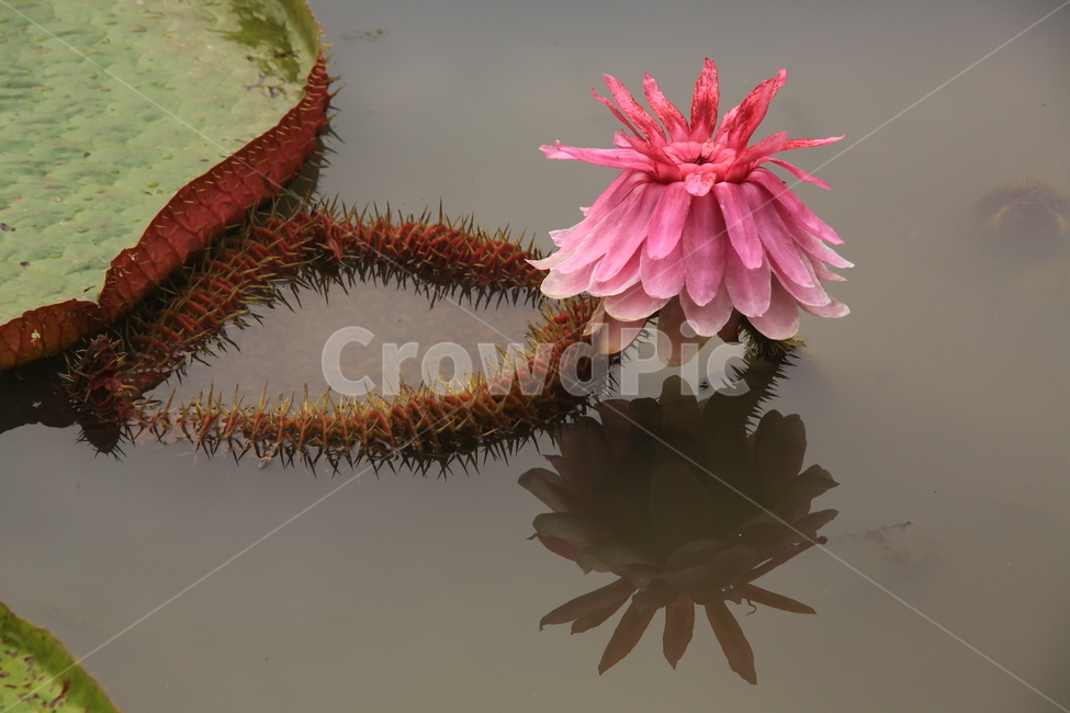 plant,식물,blossom,flower,꽃,연꽃,수련,빅토리아연,빅토리아연꽃,야화,연못,식물,자연,plants,nature,꽃,flower