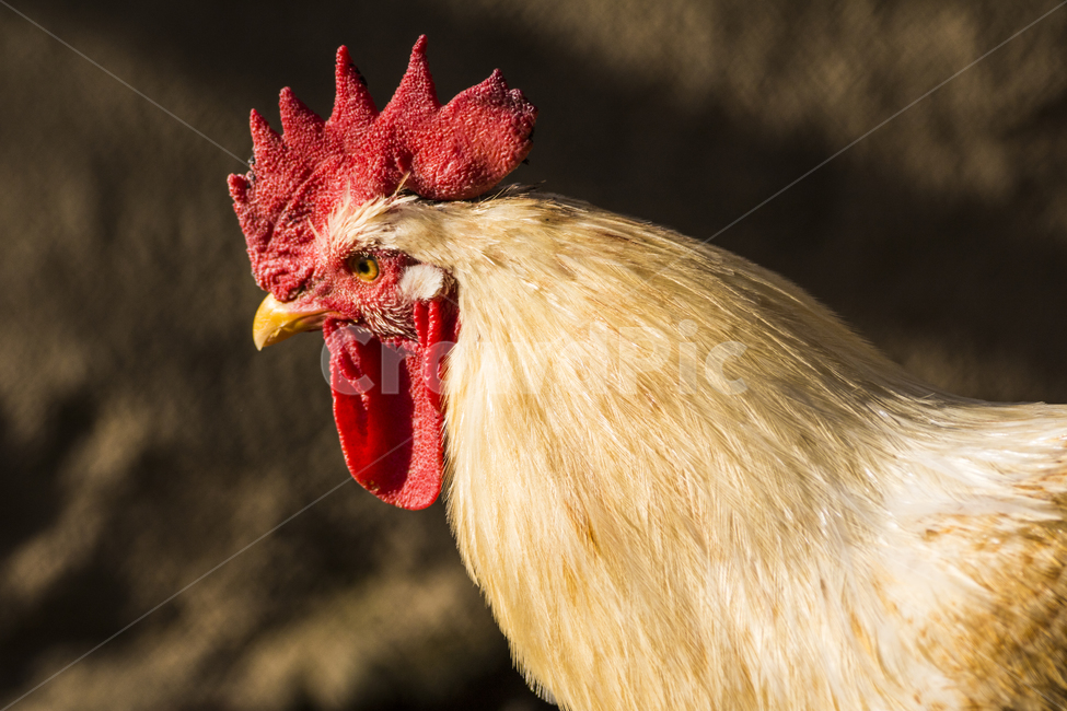 동물,닭,토종닭,수탉,새,조류,부리,가축,닭띠,동물,animal,조류,새,birds