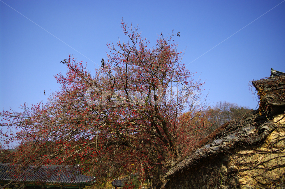 지붕,기와지붕,전통,나무,담,한국전통,한국문화,korean traditional,korean culture,건축물,건물외관,exterior,building,structure,architecture,construction