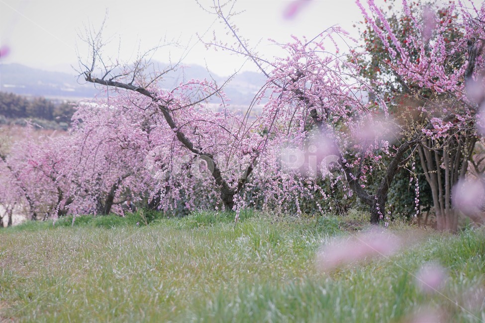 봄,꽃,매화꽃,자연,식물,나무,핑크,따뜻함,풍경,계절,nature,spring,season,tree,pink,flower,봄,계절,spring,season,자연,풍경,nature,landscape,plant,blossom