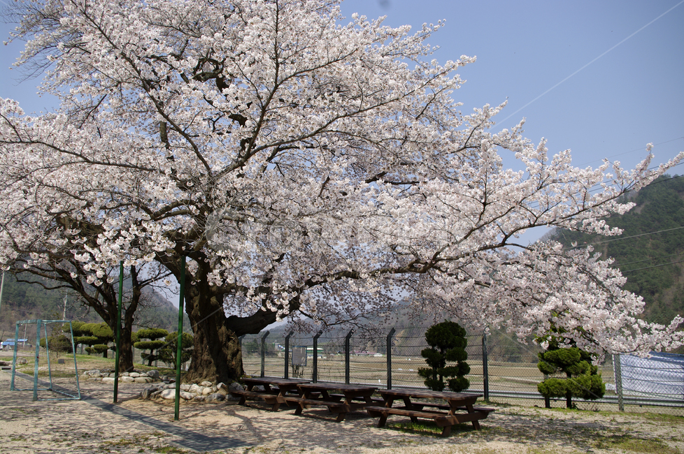 벚꽃,봄,flower,plant,식물,봄,계절,spring,season,식물,자연,plants,nature,나무,trees,wood,꽃,blossom