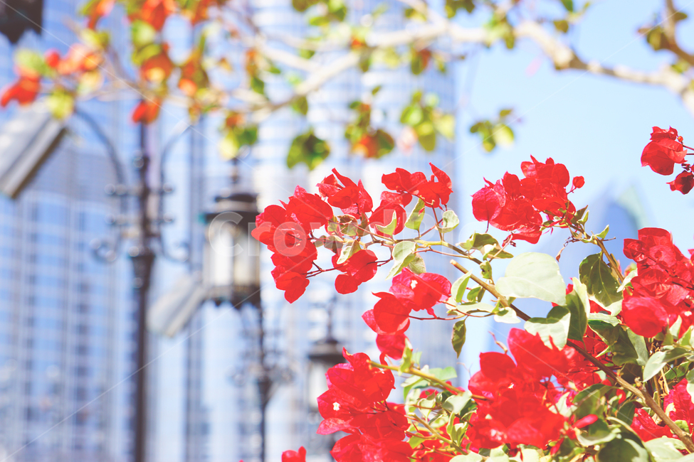 꽃,자연,가로등,싱그러움,감성,봄,붉은꽃,풍경,nature,flower,spring,landscape,식물,자연,plants,nature,꽃,flower