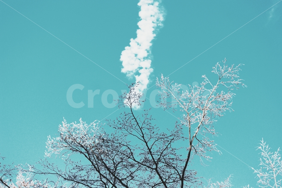 하늘,구름,나무,겨울,풍경,경관,겨울,계절,winter,season,식물,자연,plants,nature,나무,trees,wood,색깔,색상,색채,색감,color sense,color sensitivity,feeling of color