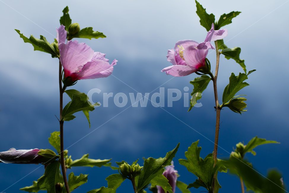 꽃,무궁화,우리나라꽃,식물,flower,무궁화꽃,국화,나무,삼일절,애국심,야생화,대한민국의상징,속씨식물,아욱과,나라꽃,씨앗,열매,꽃잎,붉은색,무궁화정신,쌍떡잎식물,근화,흰색,연분홍색,분홍색,단체수술,공원,조경,무궁화과,식물,자연,plants,nature,꽃,flower
