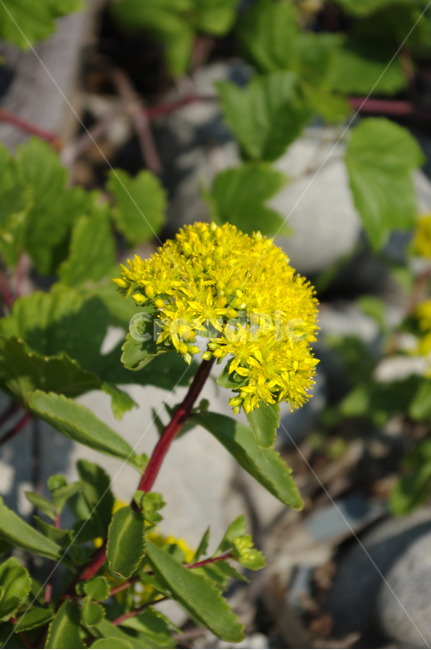 꽃,flower,식물,plant,color,식물,자연,plants,nature,꽃,flower