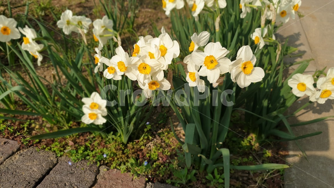 plant,식물,flower,blossom,꽃,수선화,공원,봄