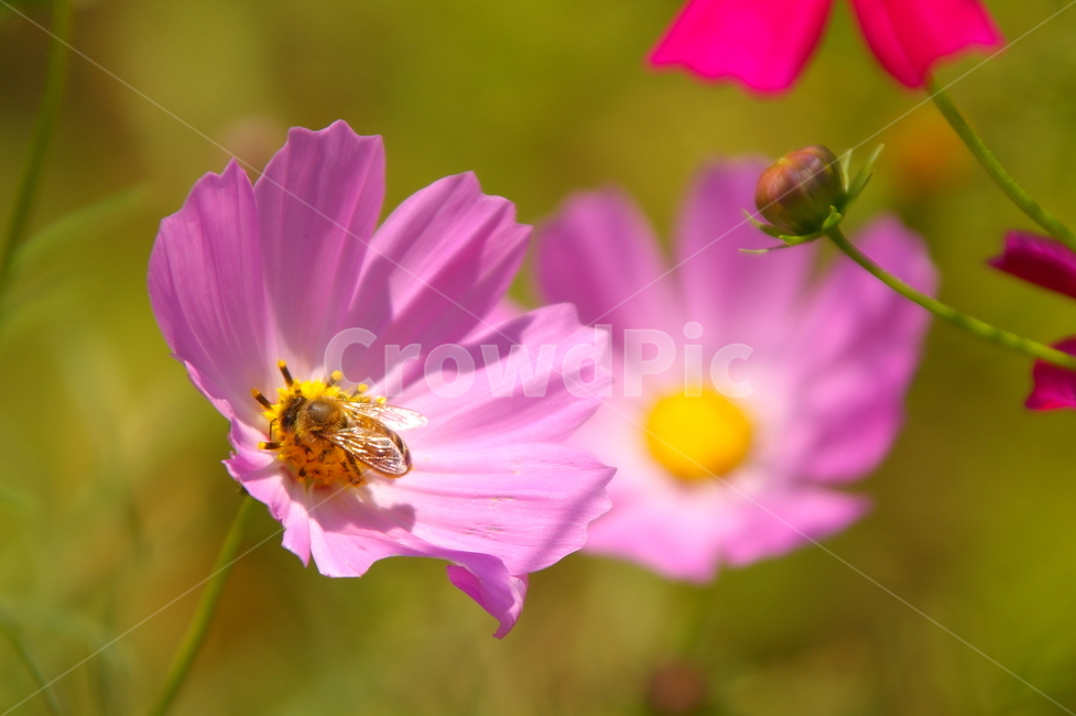 꽃,식물,꽃잎,flower,blossom,코스모스,코스모스꽃,벌,식물,자연,plants,nature,꽃,flower