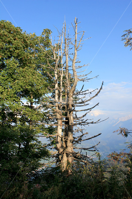 나무,하늘,산,자연,풍경,고목,유럽,독일,식물,자연,plants,nature,나무,trees,wood