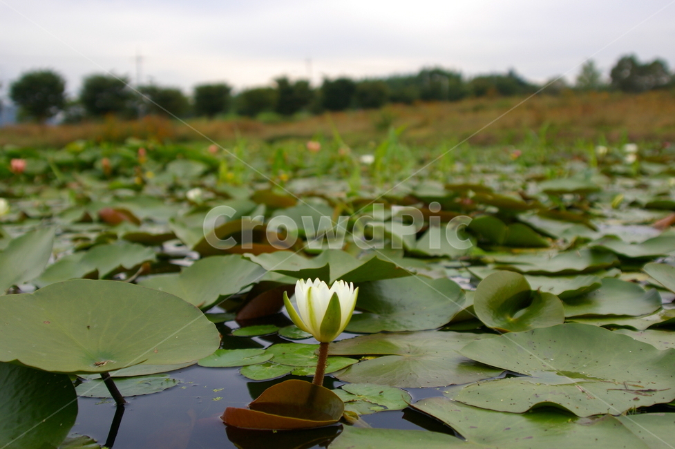 경주,풍경,자연,야외,옥외,가을,식물,plant,꽃,연꽃,연잎,감성사진,식물,자연,plants,nature,꽃,flower