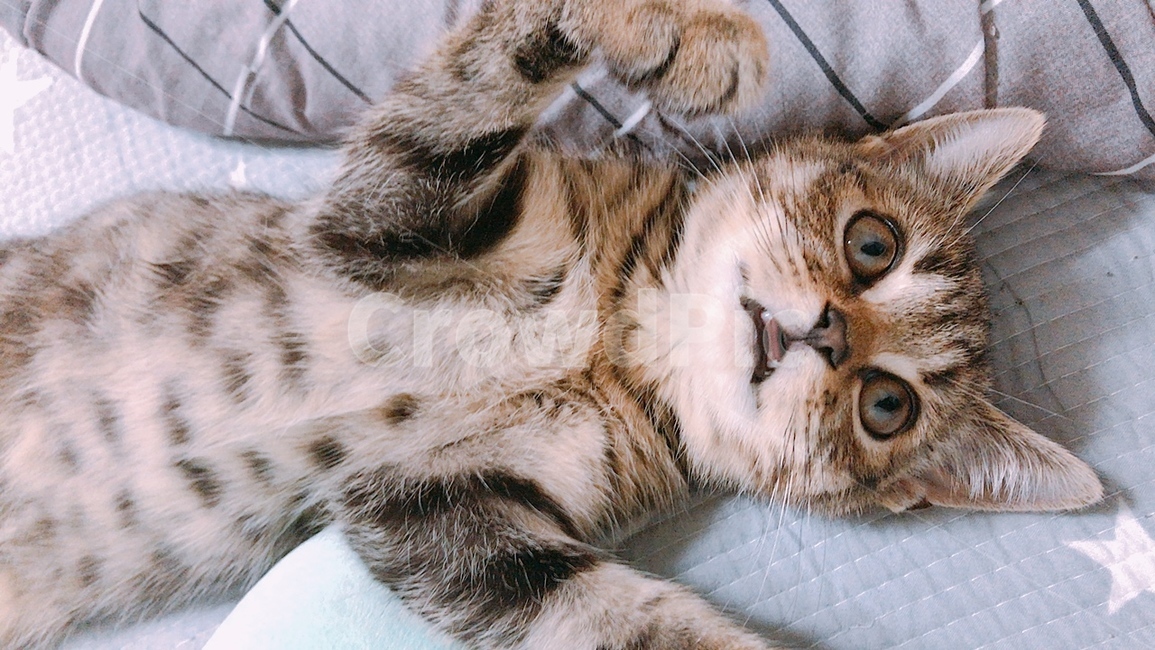 고양이,새끼고양이,귀여운,귀여운동물,동물