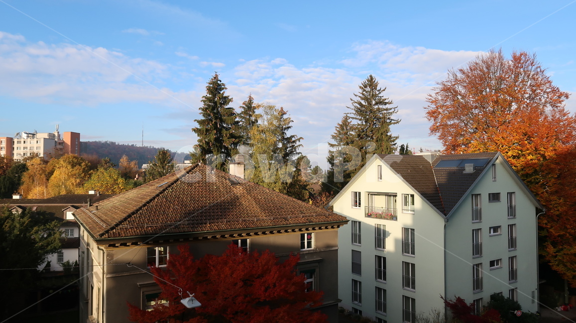 스위스,나무,자연,swiss,switzerland,winterthur,tree,house